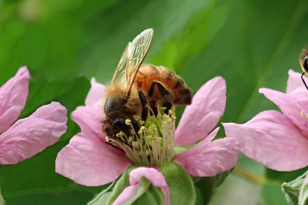 ape e fiore